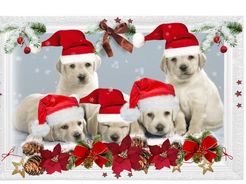 Puppies in Santa Hats — Red