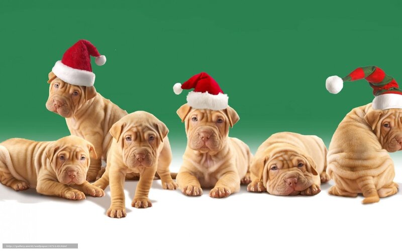 Puppies in Santa hats