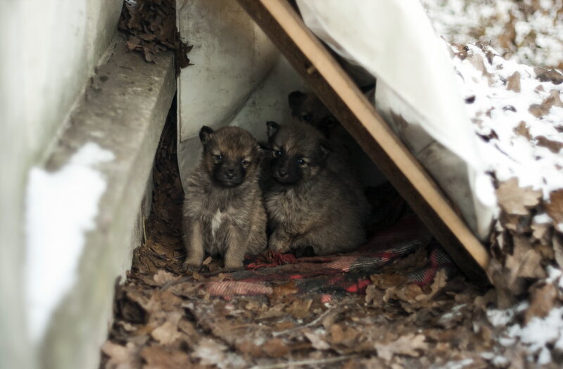 Puppies in Shelter