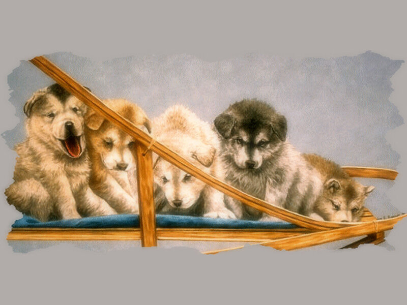 Puppies in Sled