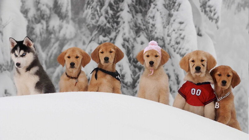 Puppies in Snow