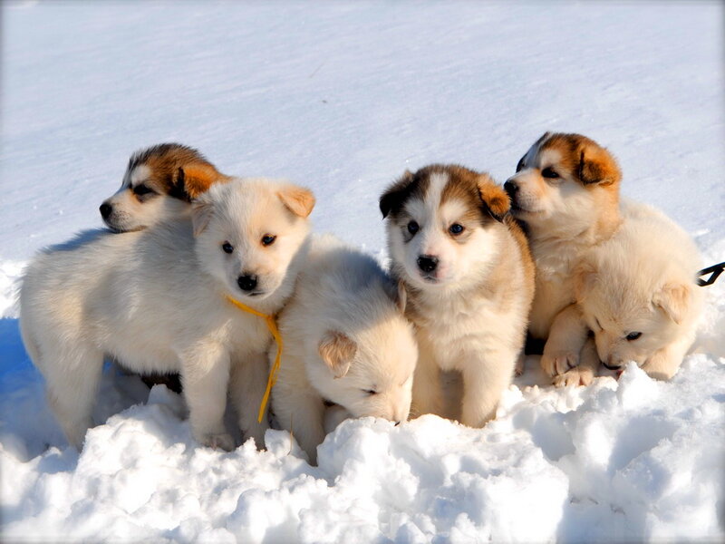 Puppies in Snow — White