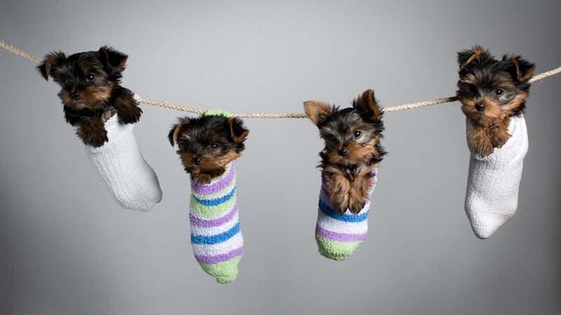 Puppies in Socks