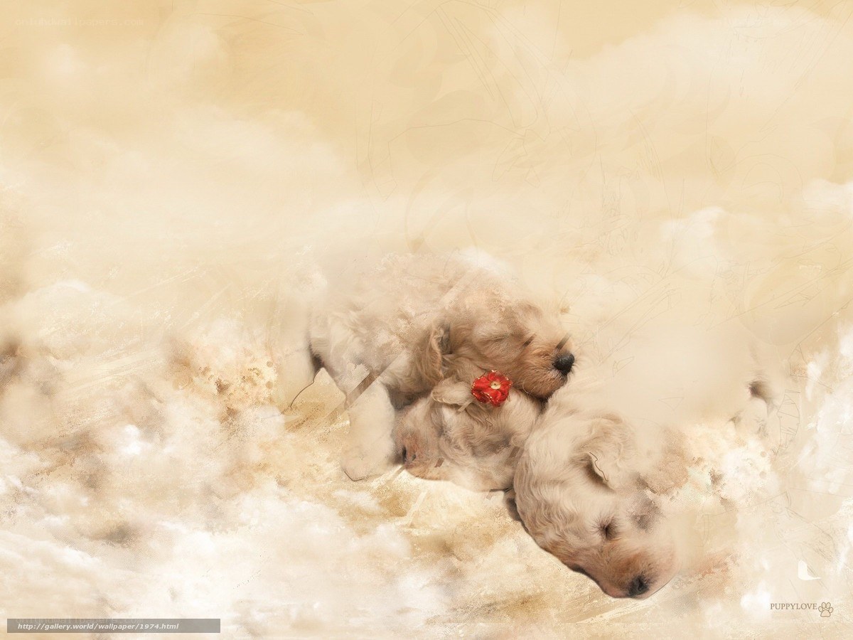 Puppies in soft clouds