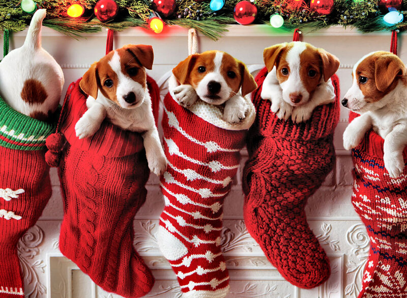 Puppies in Stockings