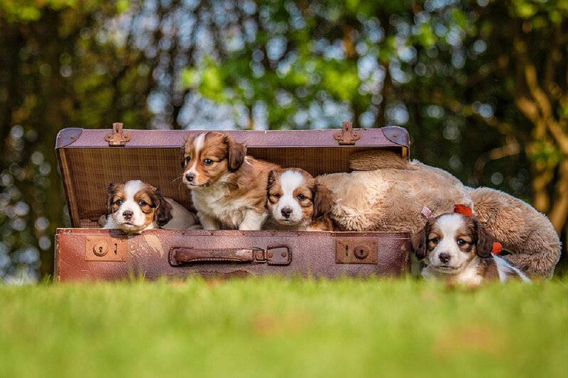 Puppies in Suitcase