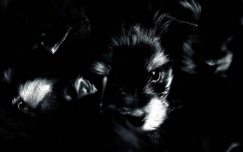 puppies in the dark
