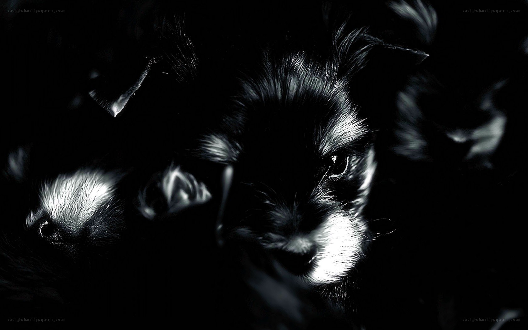 puppies in the dark