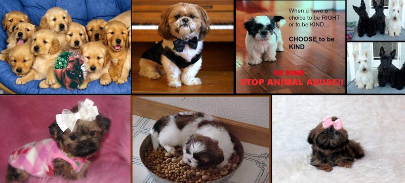 Puppies in Various Poses — Brown