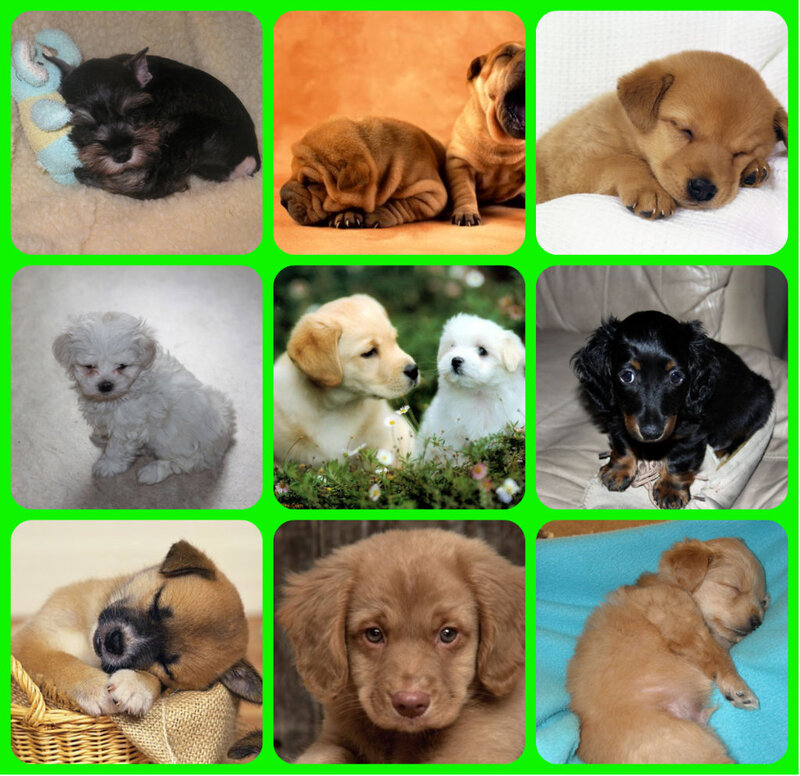 Puppies in Various Poses