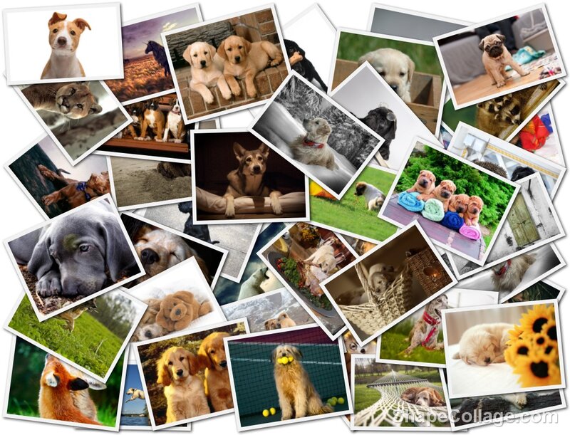Puppies in Various Scenes