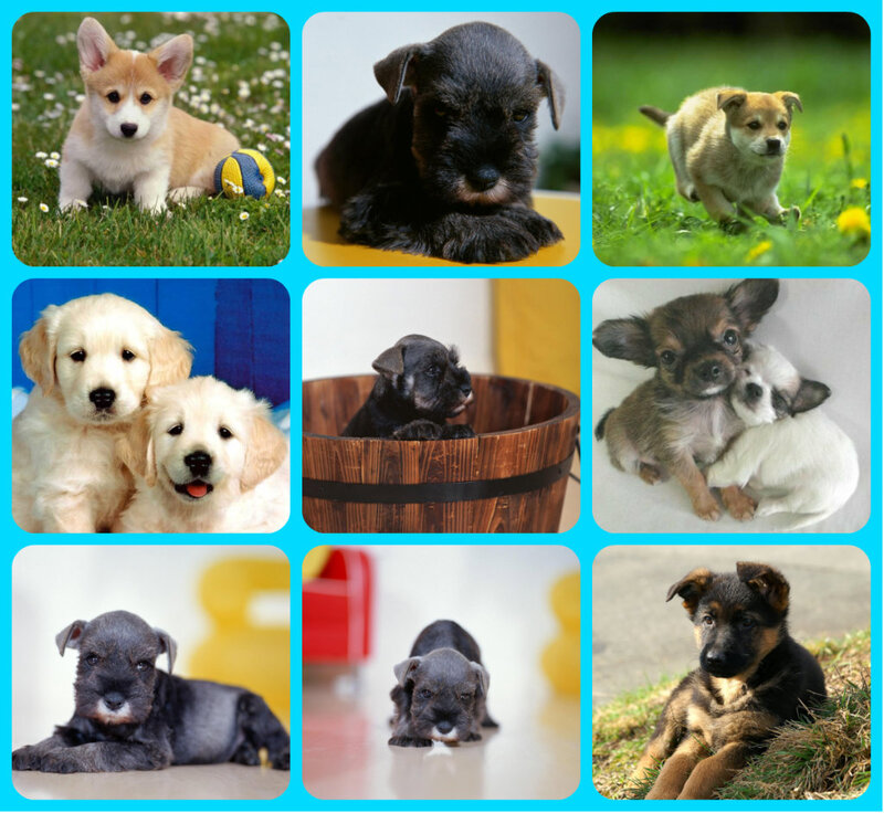 Puppies in Various Settings — Green