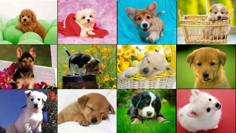 Puppies in Various Settings