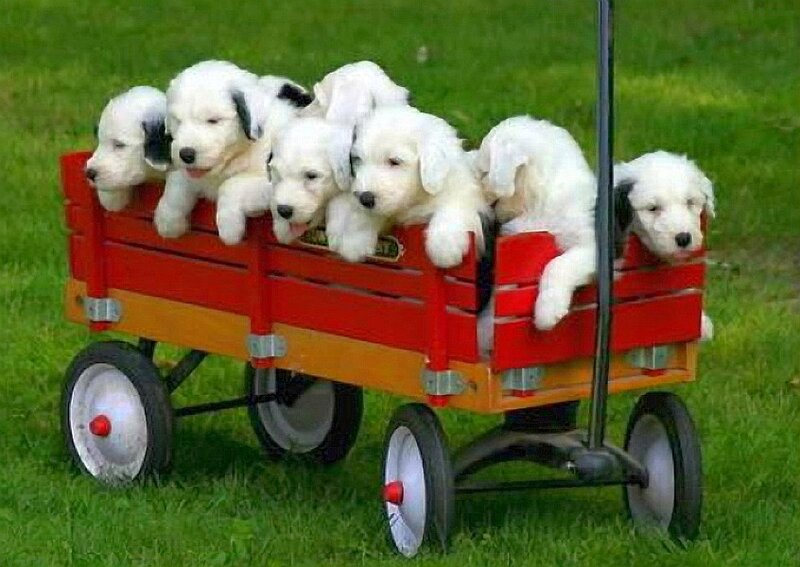 Puppies in Wagon — Red, Playful