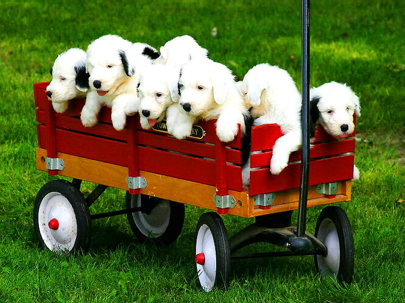 Puppies in Wagon — Red