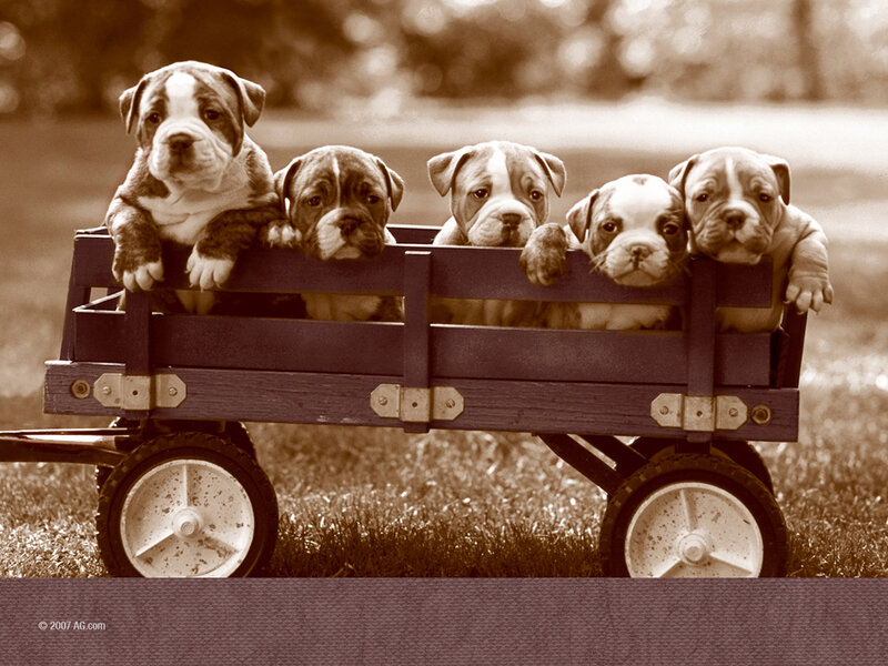 Puppies in Wagon