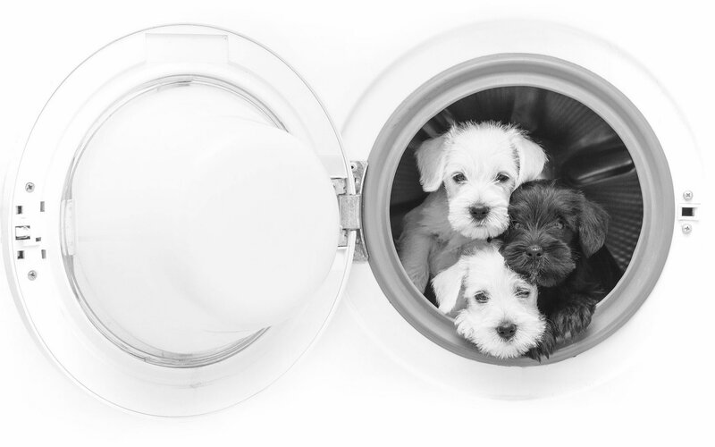 Puppies in Washing Machine — Black