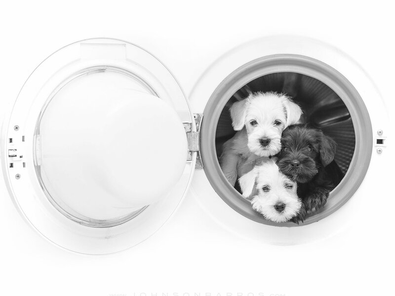 Puppies in Washing Machine
