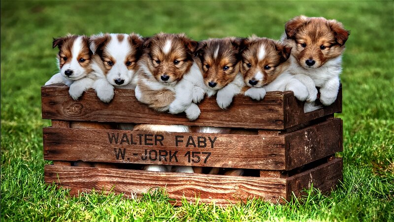 Puppies in Wooden Crate