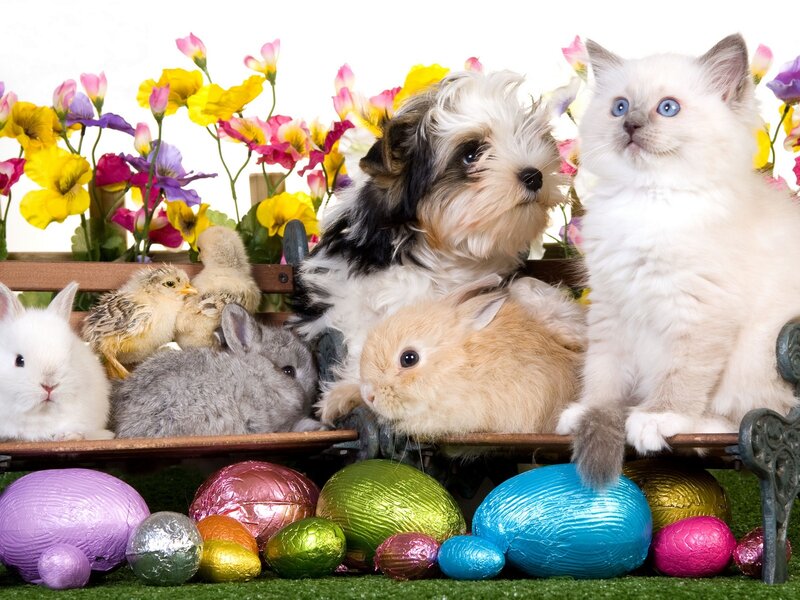 Puppies Kittens Bunnies