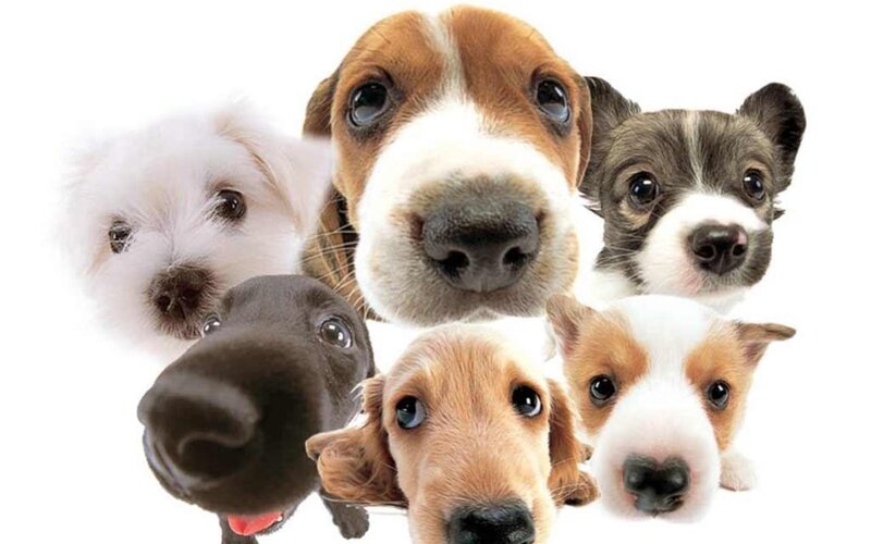 puppies looking at camera