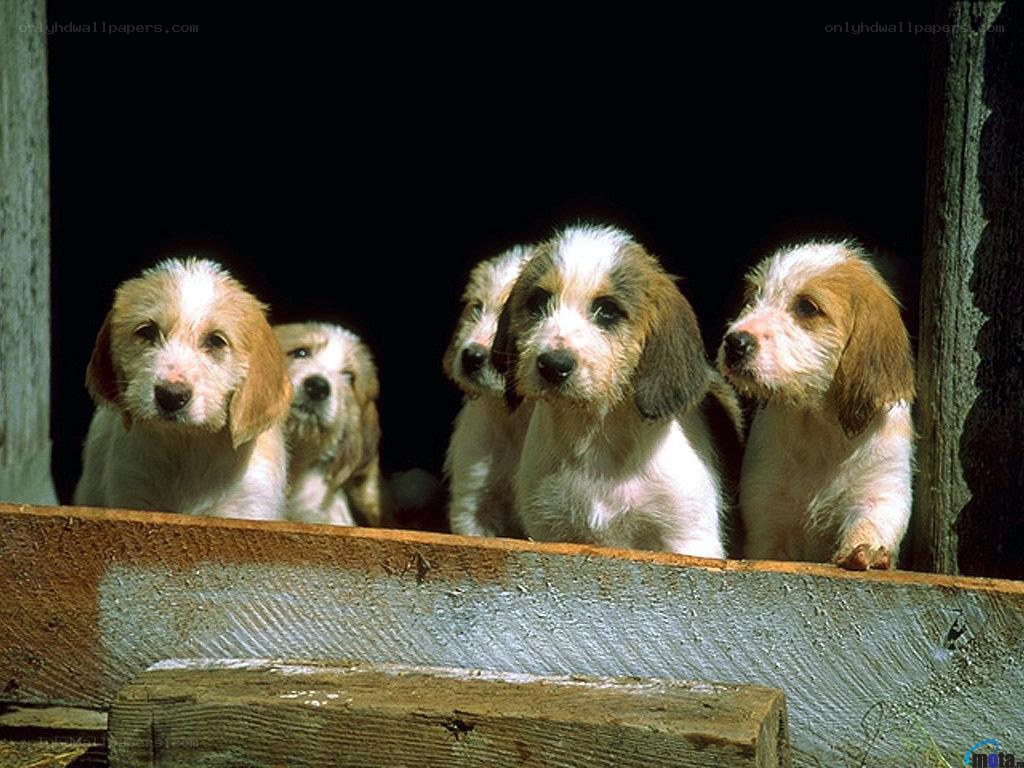 puppies looking out from a window