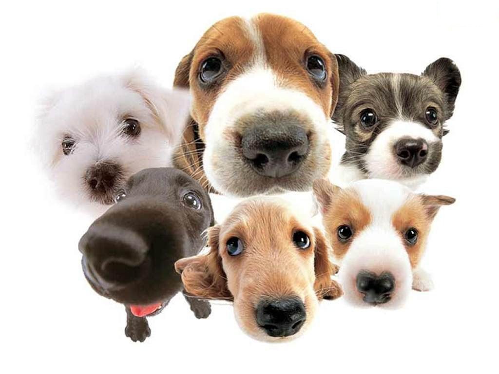 puppies looking up