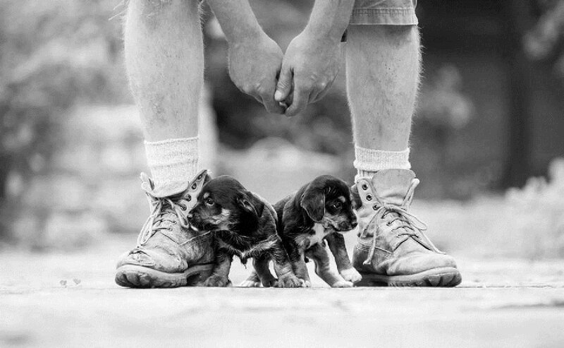 Puppies Near Boots