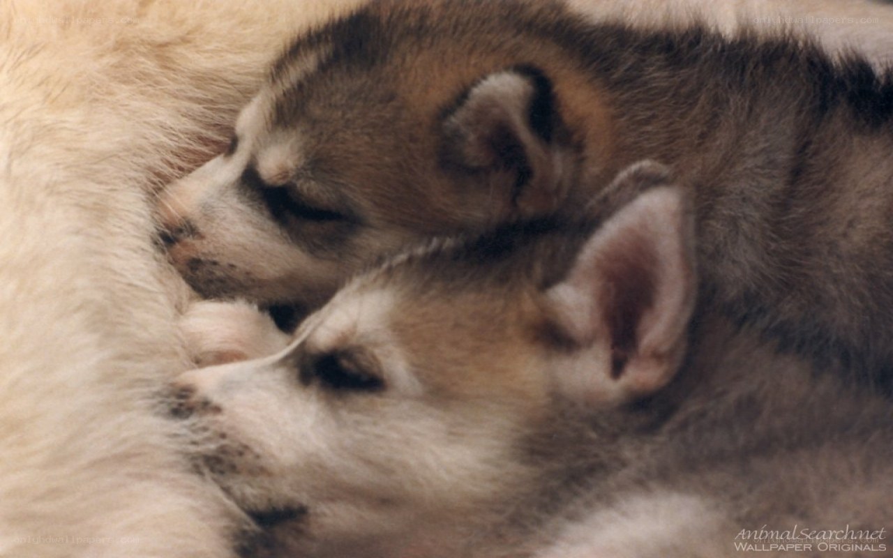 Puppies nursing from mother