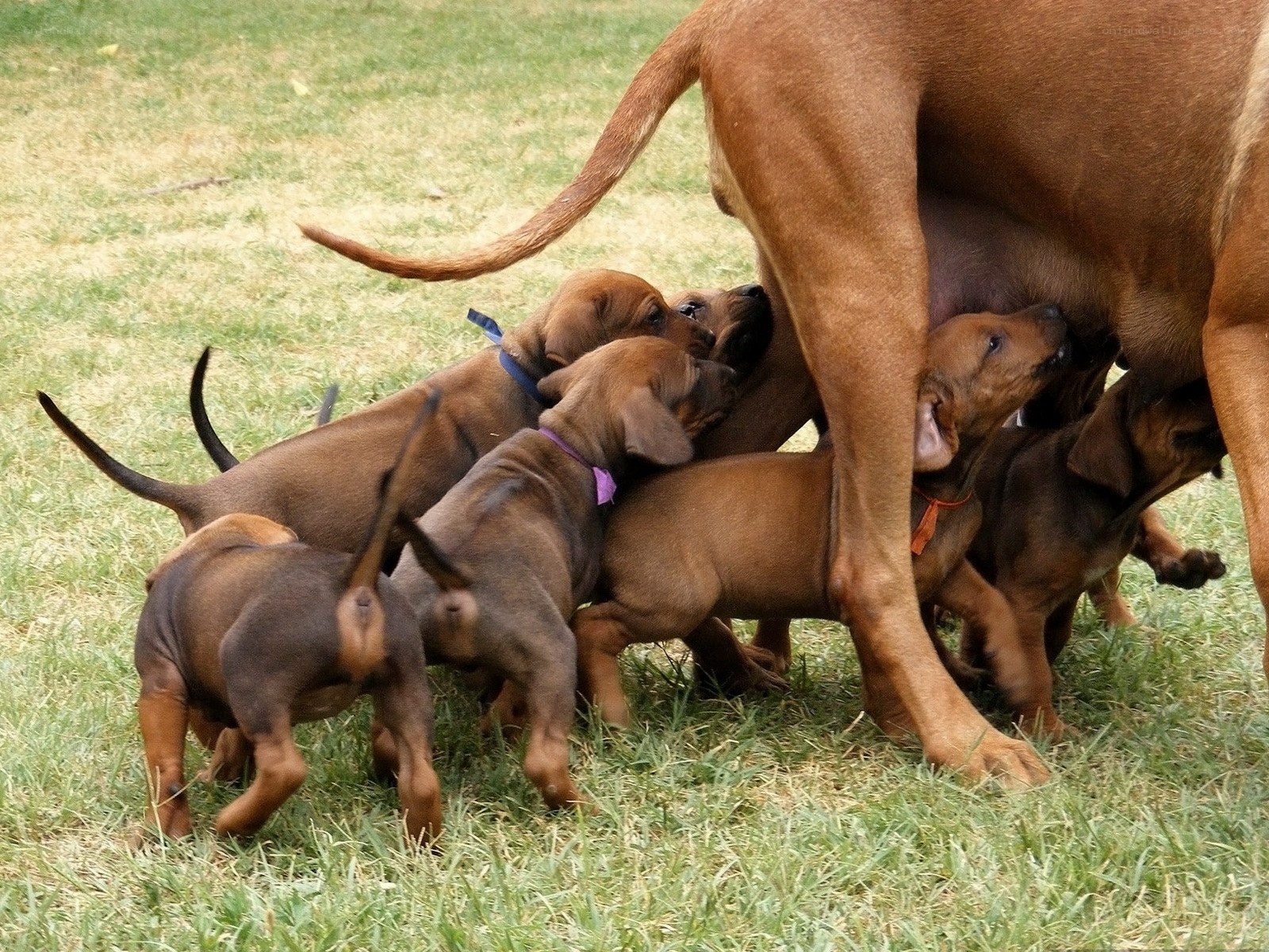 Puppies nursing from mother