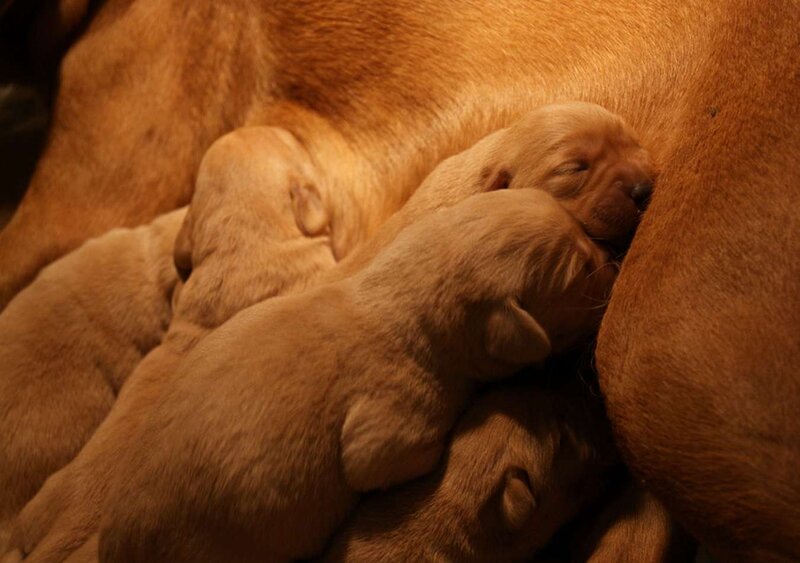 Puppies Nursing