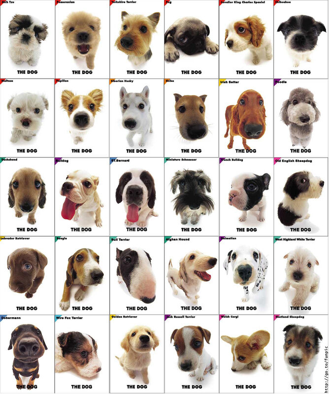 Puppies of Various Breeds