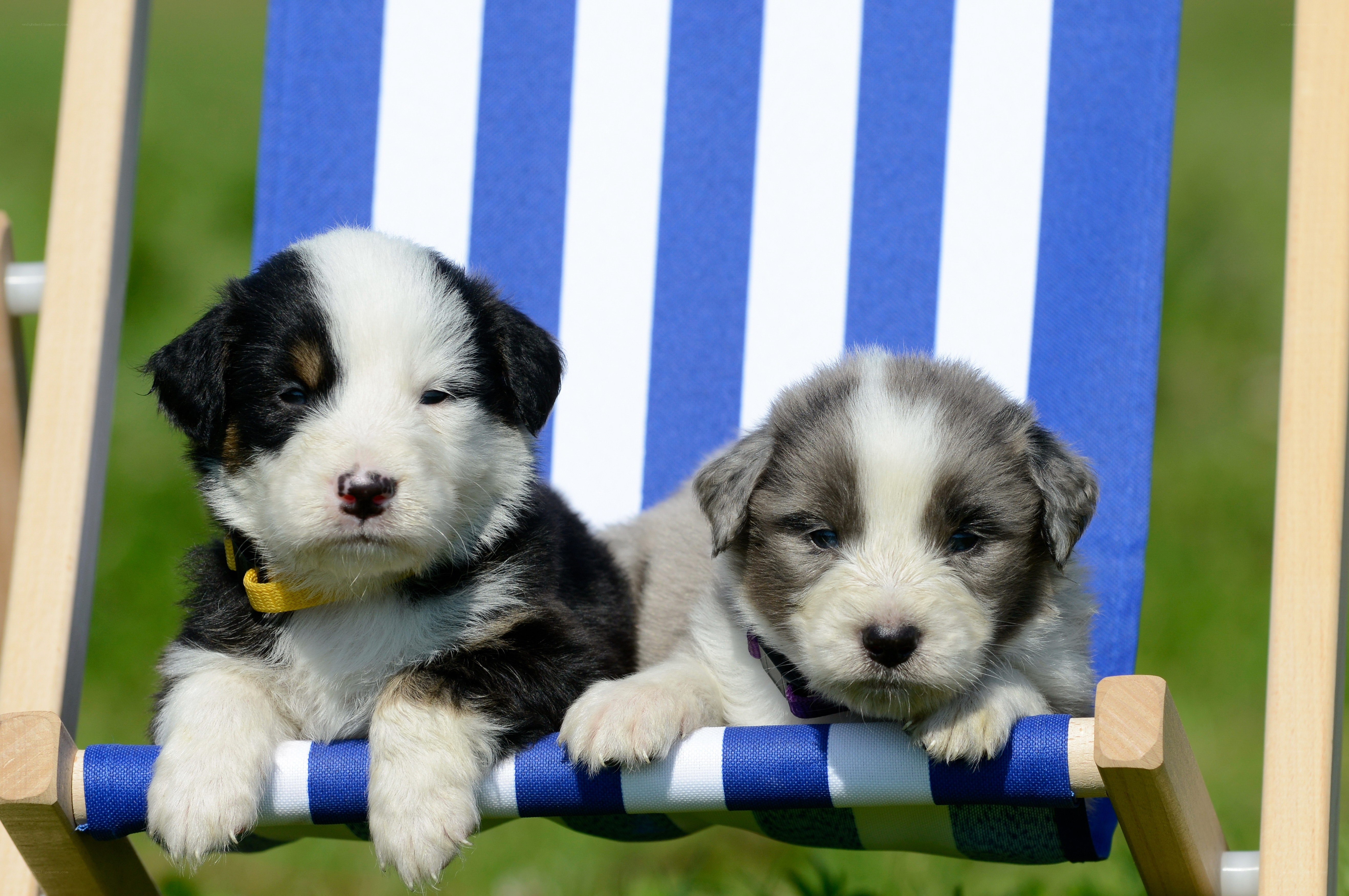 Puppies on a beach chair