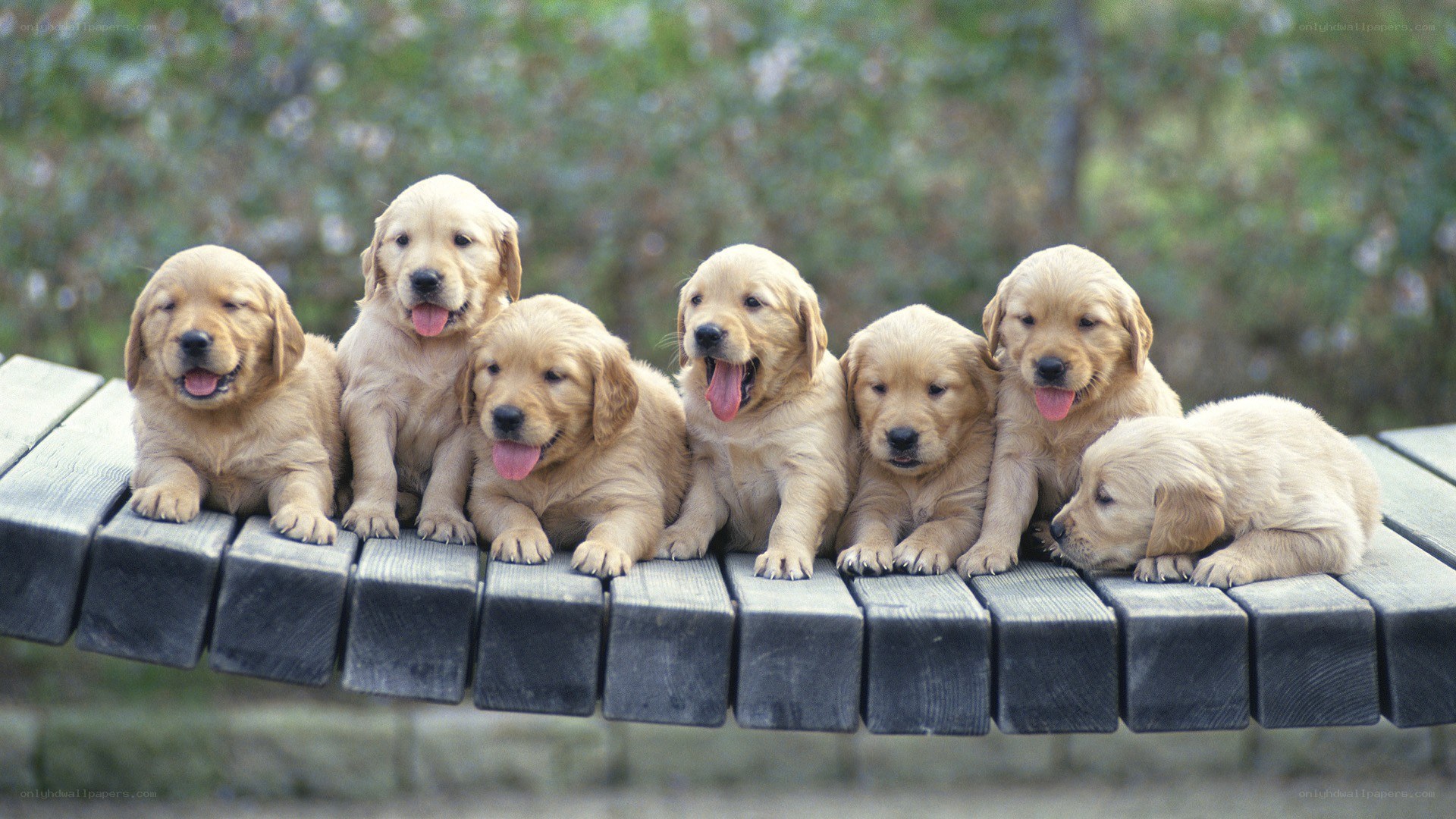 Puppies on a bench