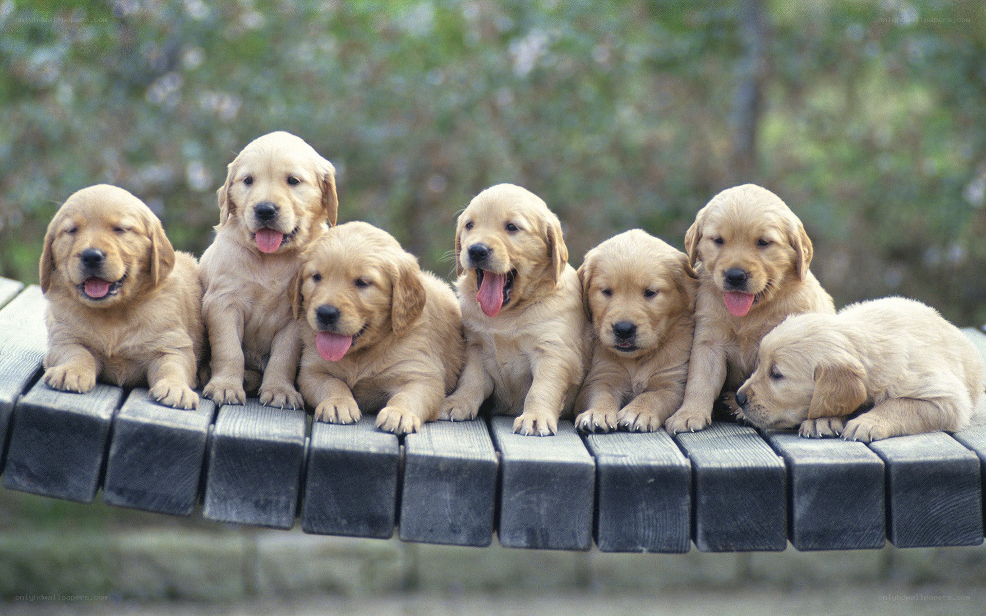 Puppies on a bench