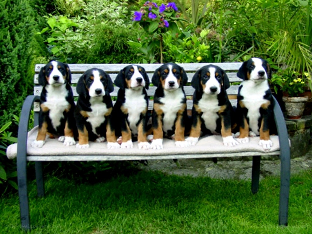 puppies on a bench