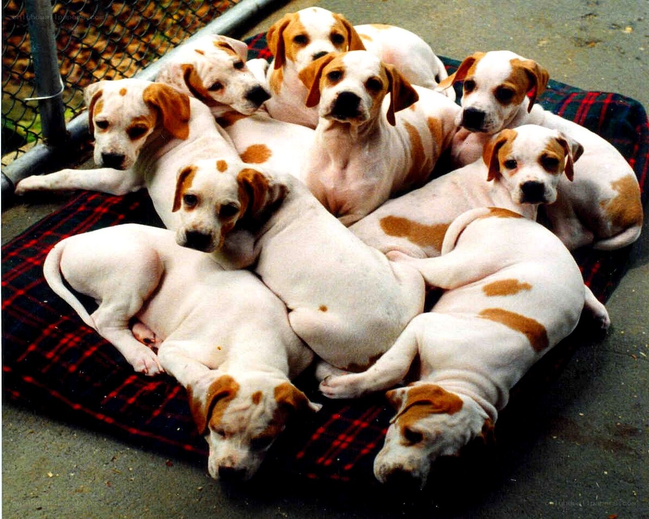 Puppies on a blanket