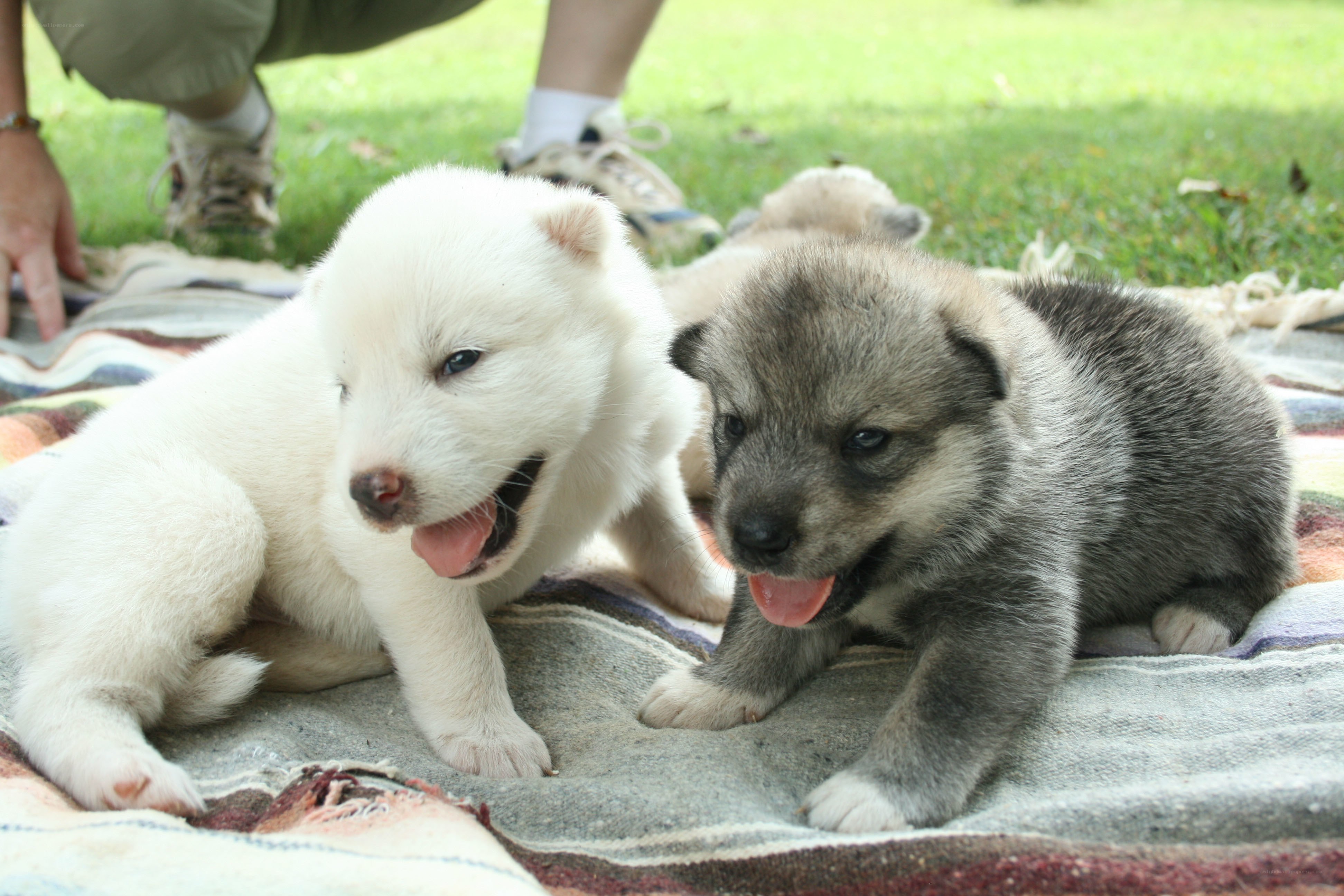 Puppies on a blanket
