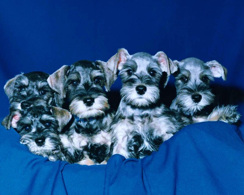 puppies on a blue blanket