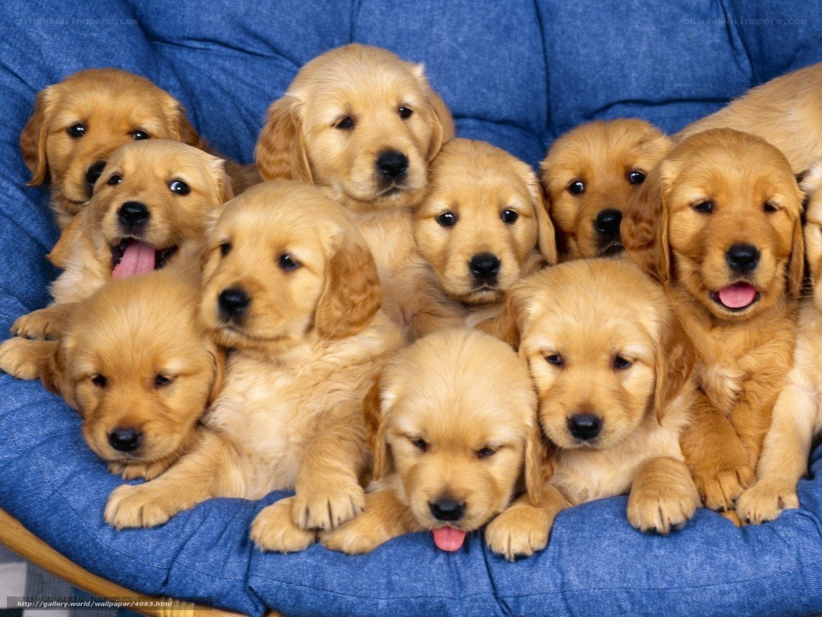 puppies on a blue couch