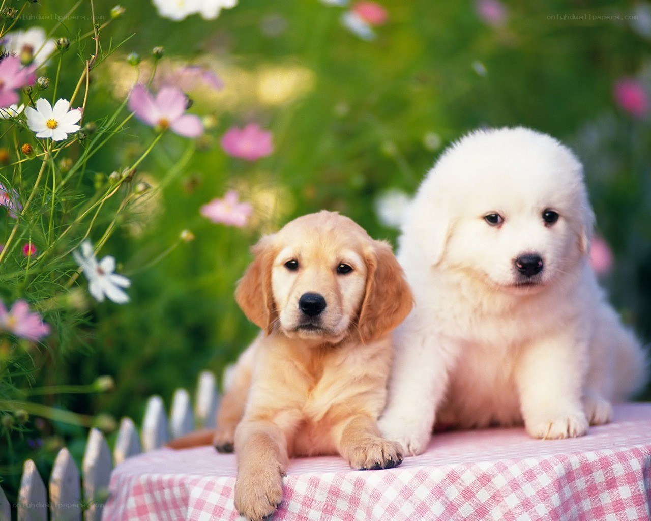 Puppies on a checkered table