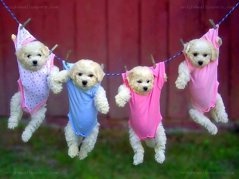 puppies on a clothesline