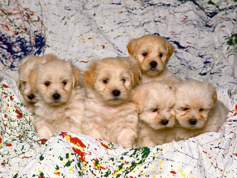 puppies on a colorful blanket