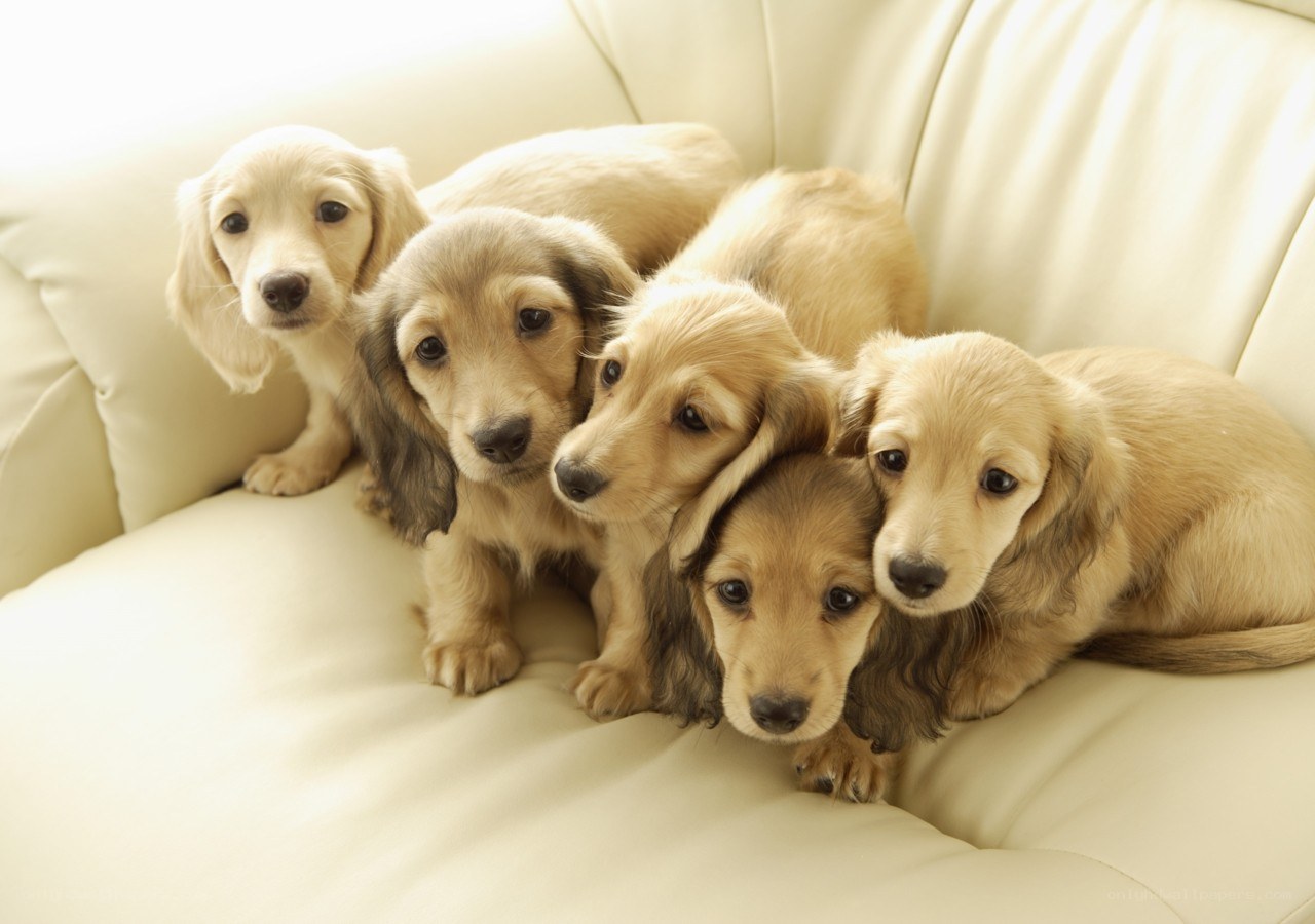 Puppies on a couch