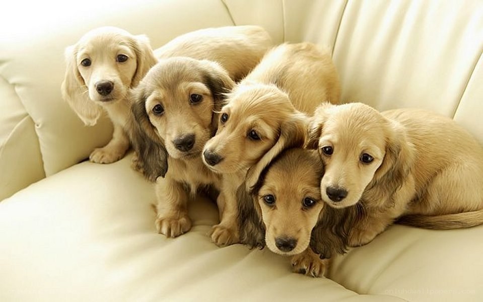 puppies on a couch
