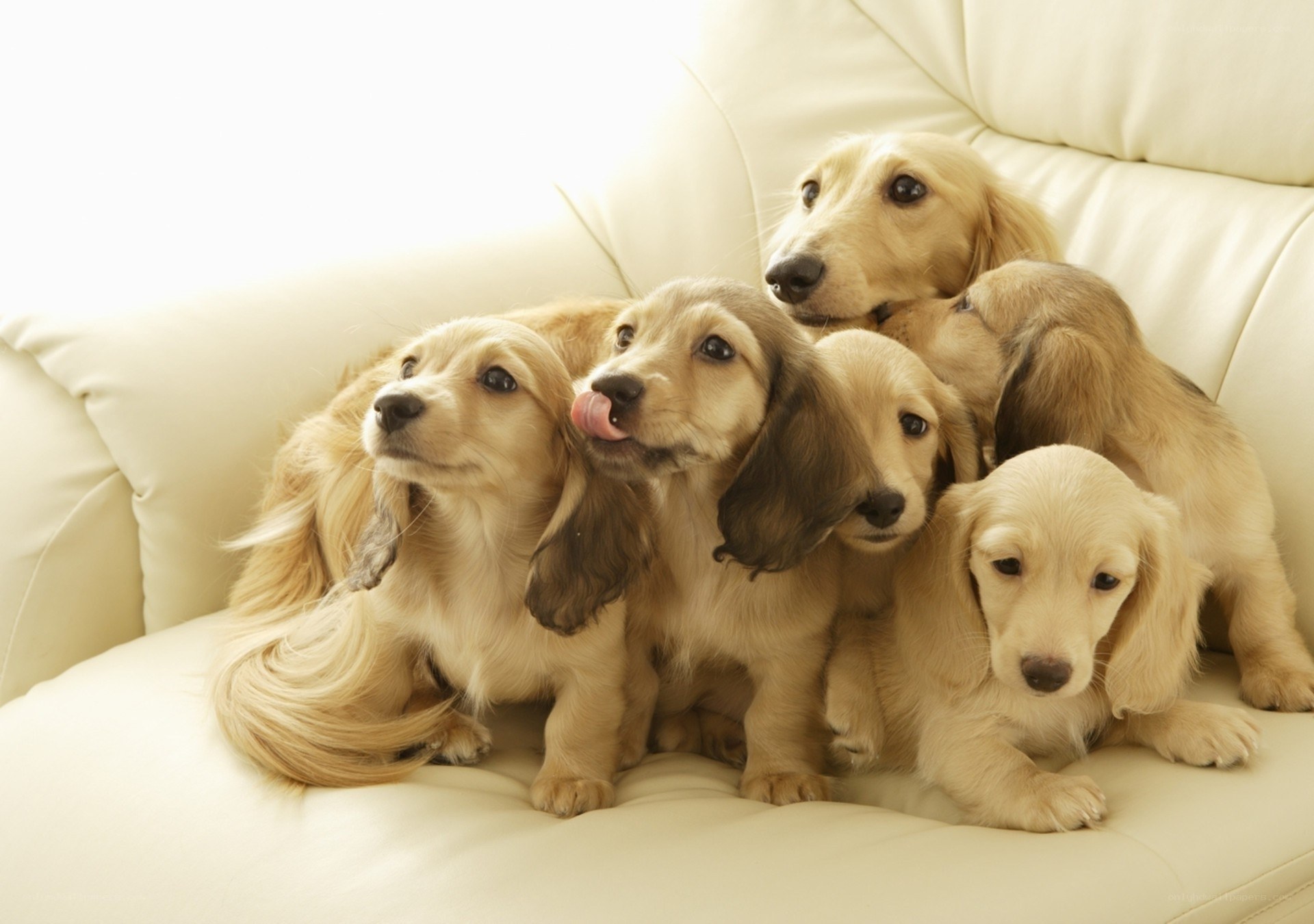 Puppies on a couch