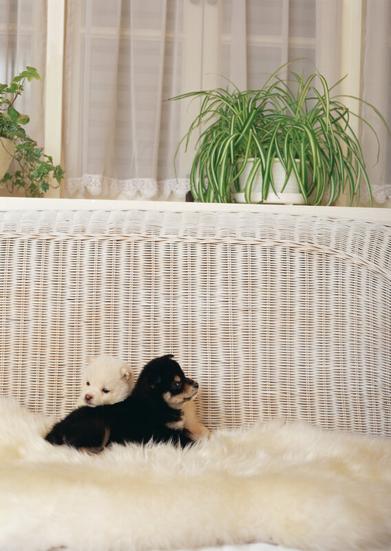 Puppies on a cozy rug