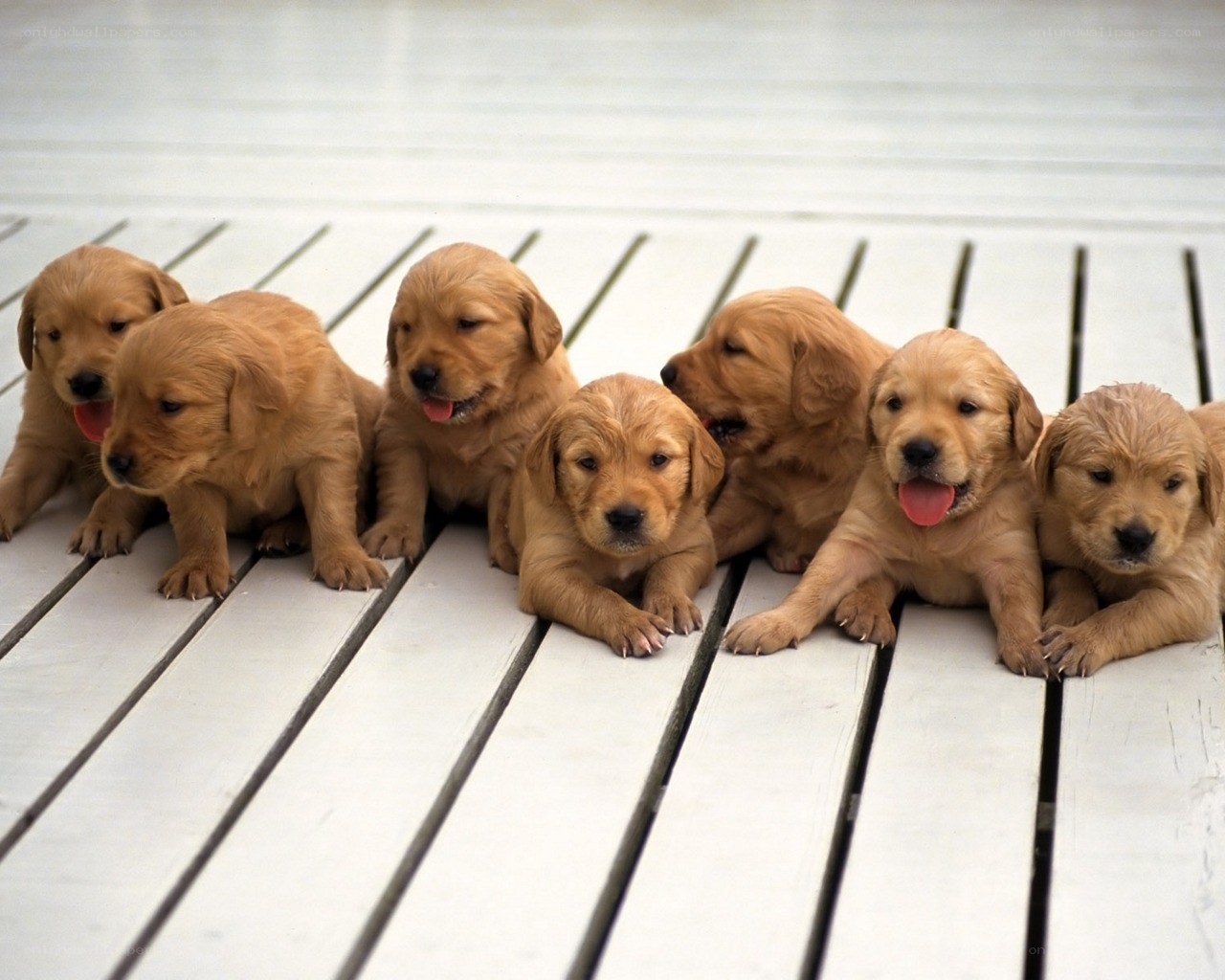 puppies on a deck