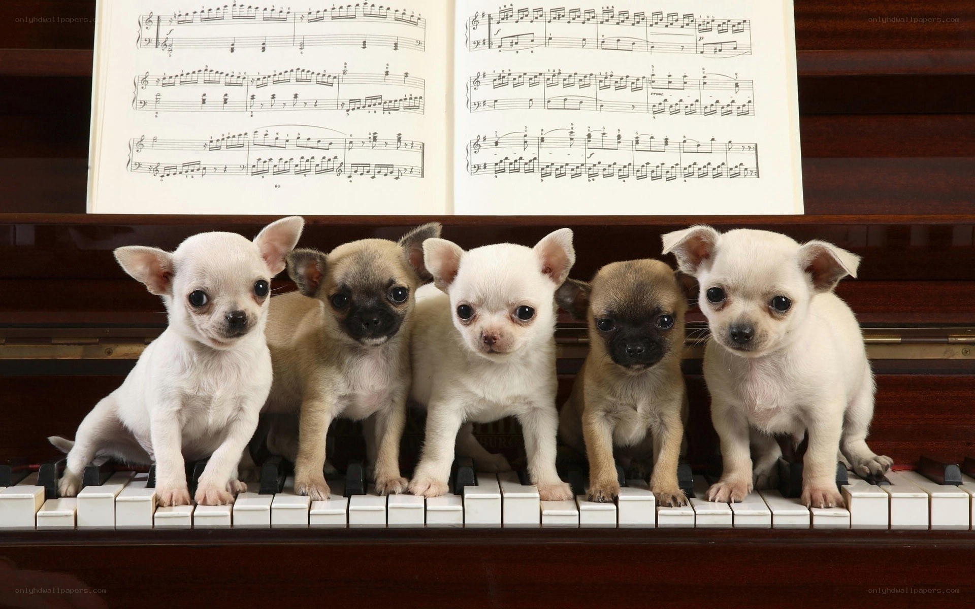 puppies on a piano