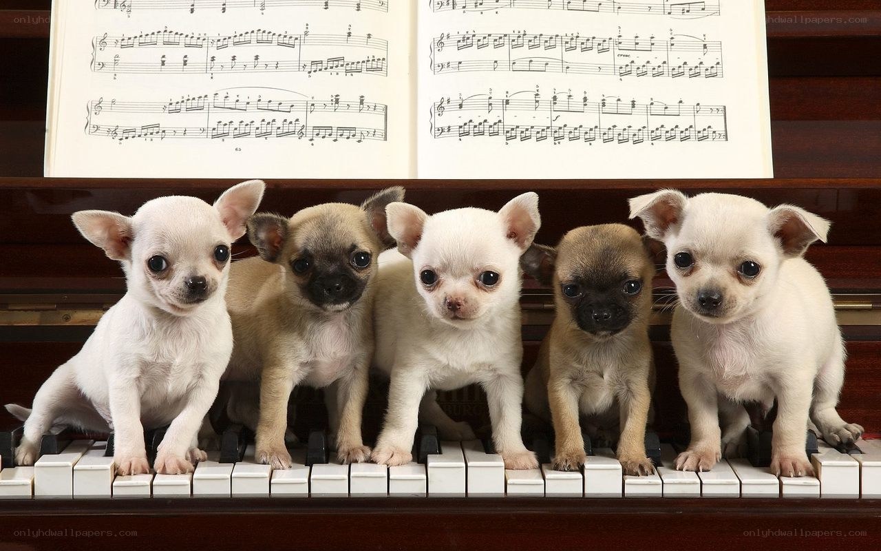 puppies on a piano